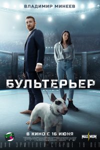  Бультерьер 